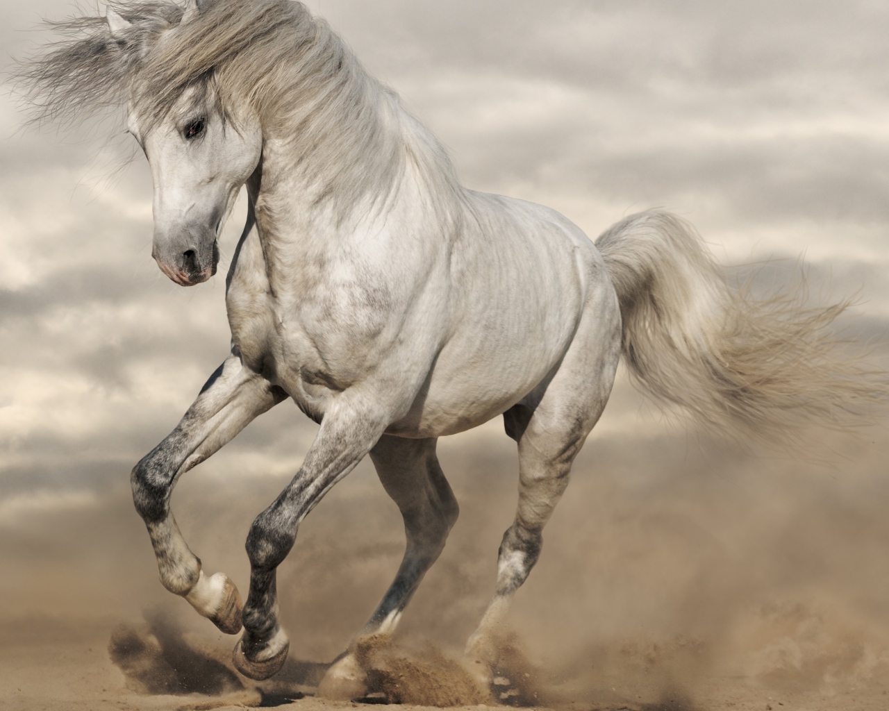 Красивая белая лошадь скачет по горячему песку