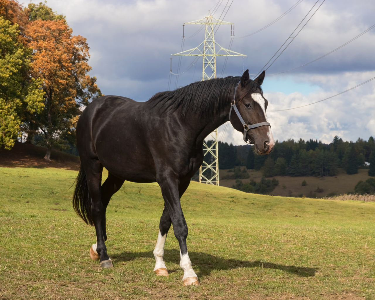 Черный конь идет по зеленой траве