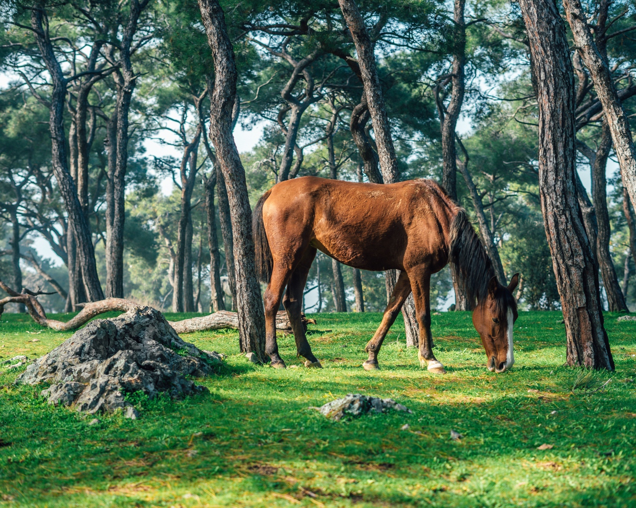 Коричневая лошадь пасется на зеленой траве в лесу