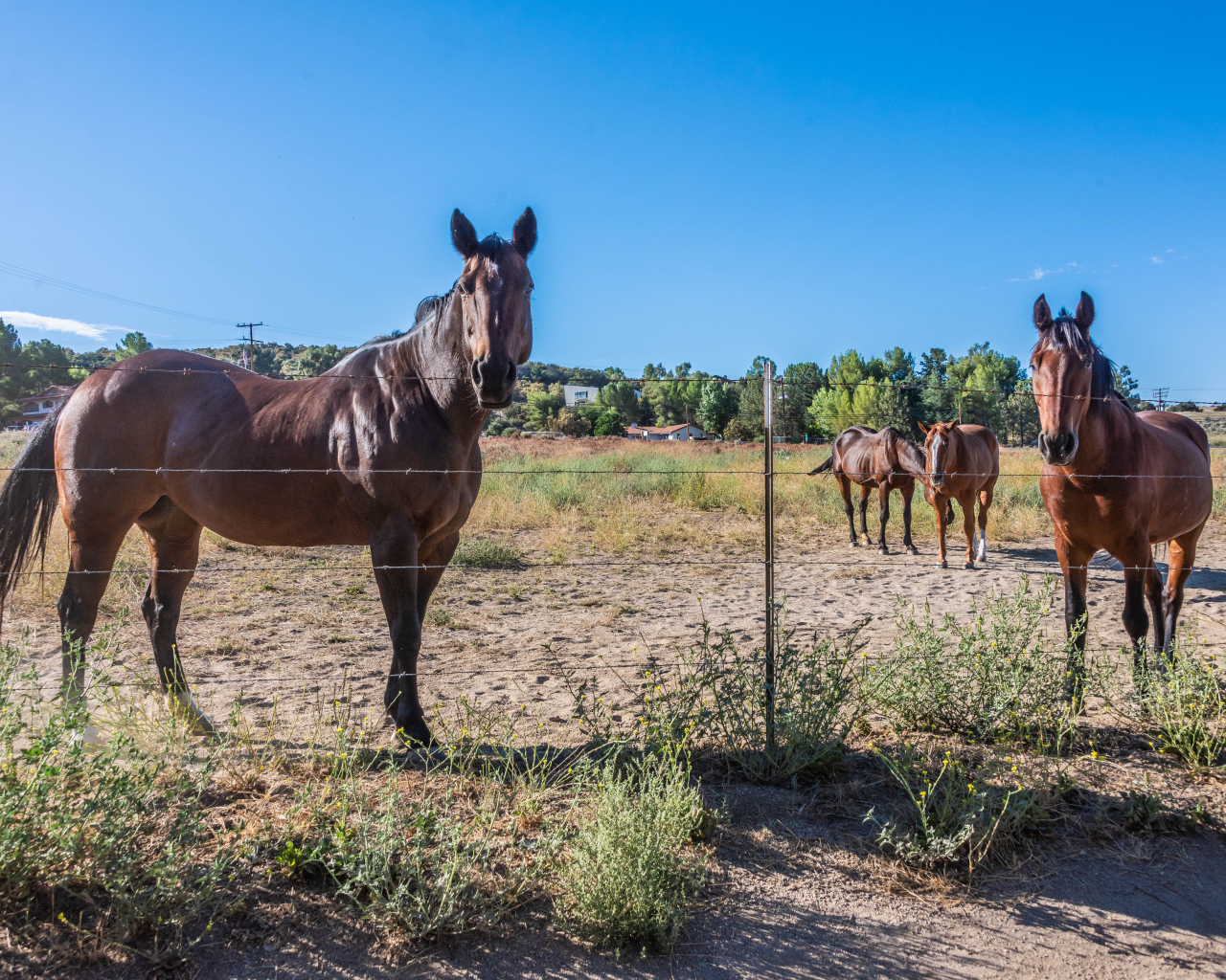 Коричневые лошади пасутся на ферме 