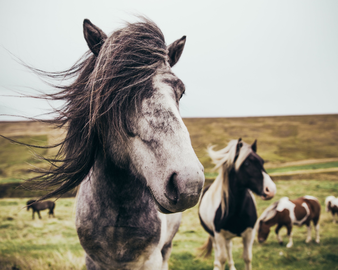 Табун красивых лошадей на поле