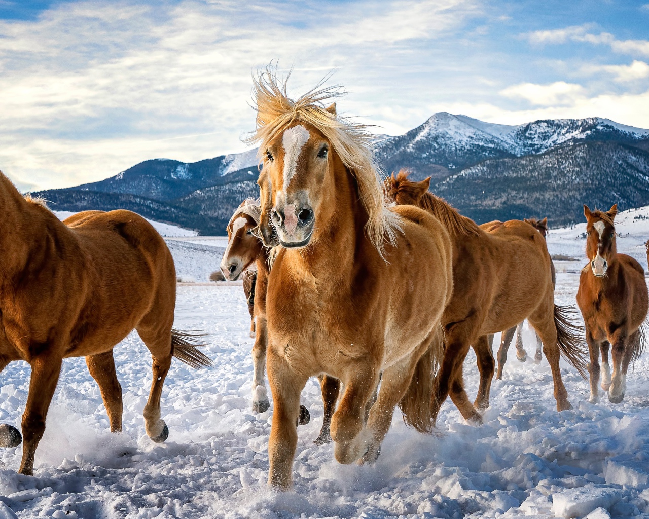 Herd of brown horses galloping in the snow in the mountains