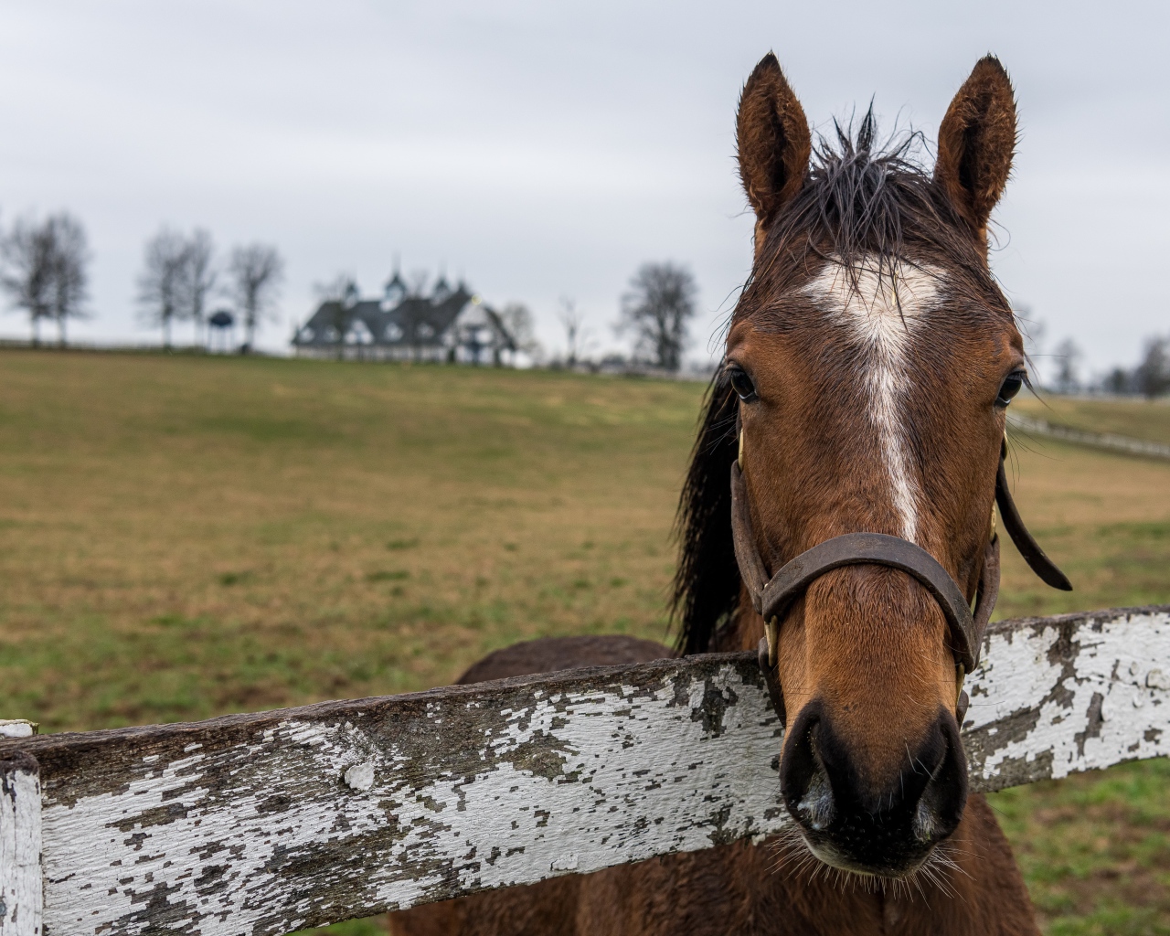 Лошадь на пастбище у забора