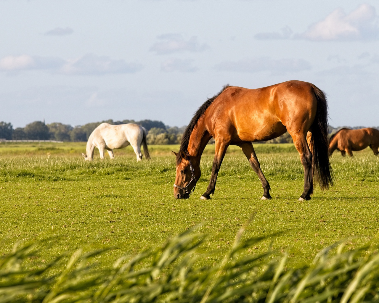 Большие грациозные лошади пасутся на поле