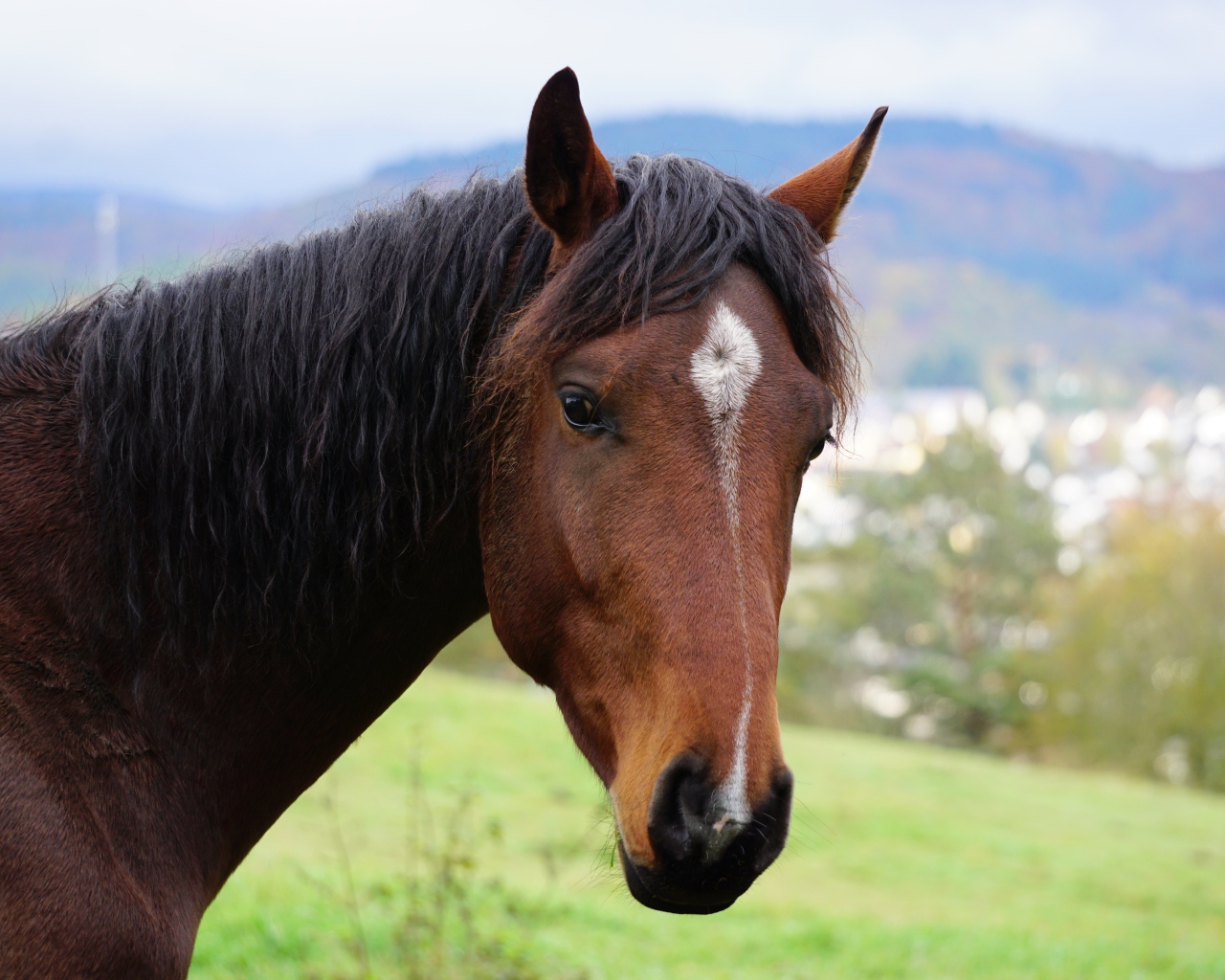 Морда красивой коричневой лошади