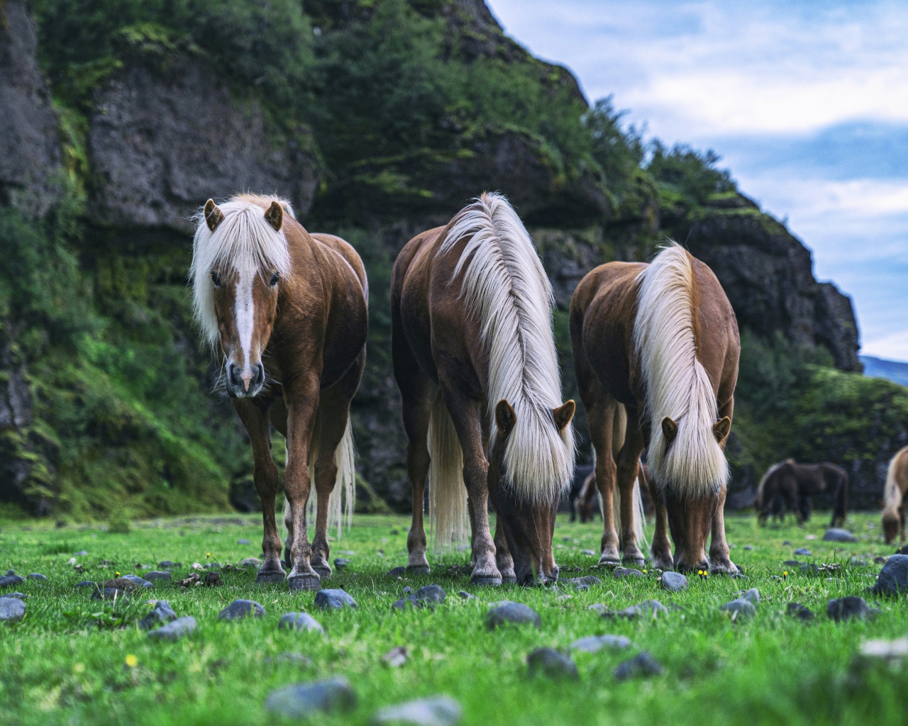 Три лошади пасутся на зеленой траве 