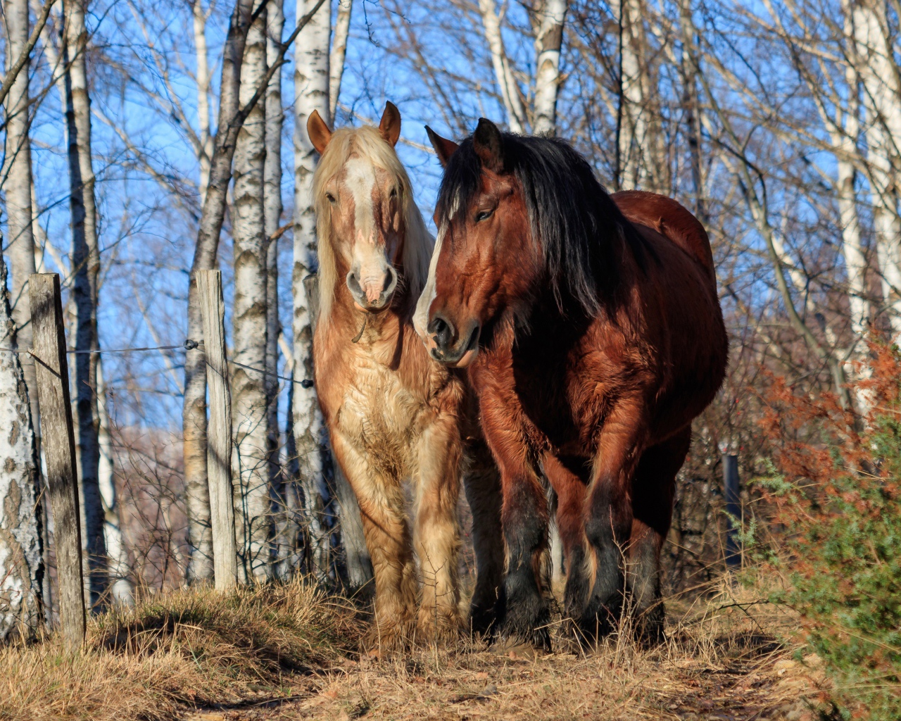 Две красивые лошади идут по березовой роще