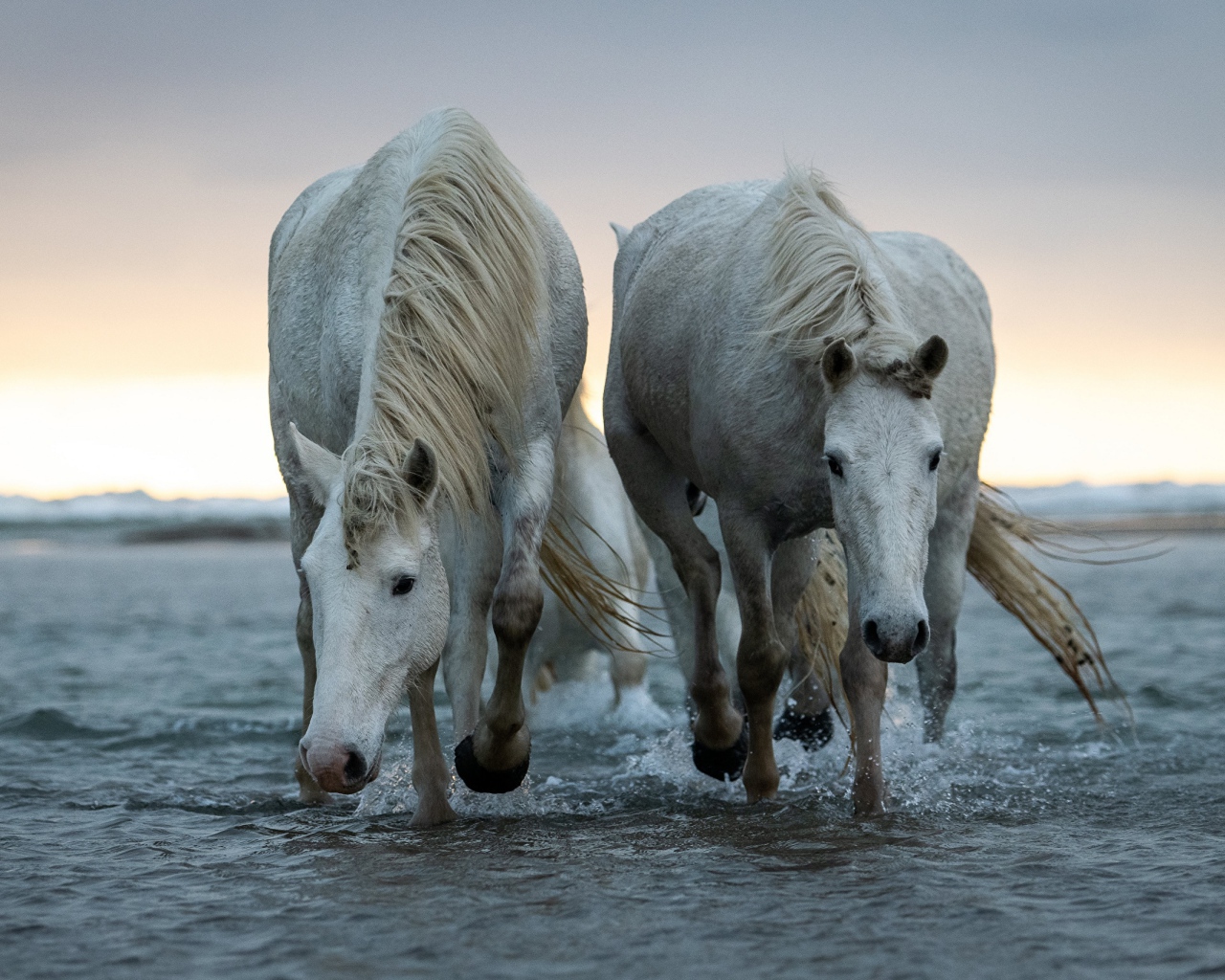 Две большие белые лошади идут по воде