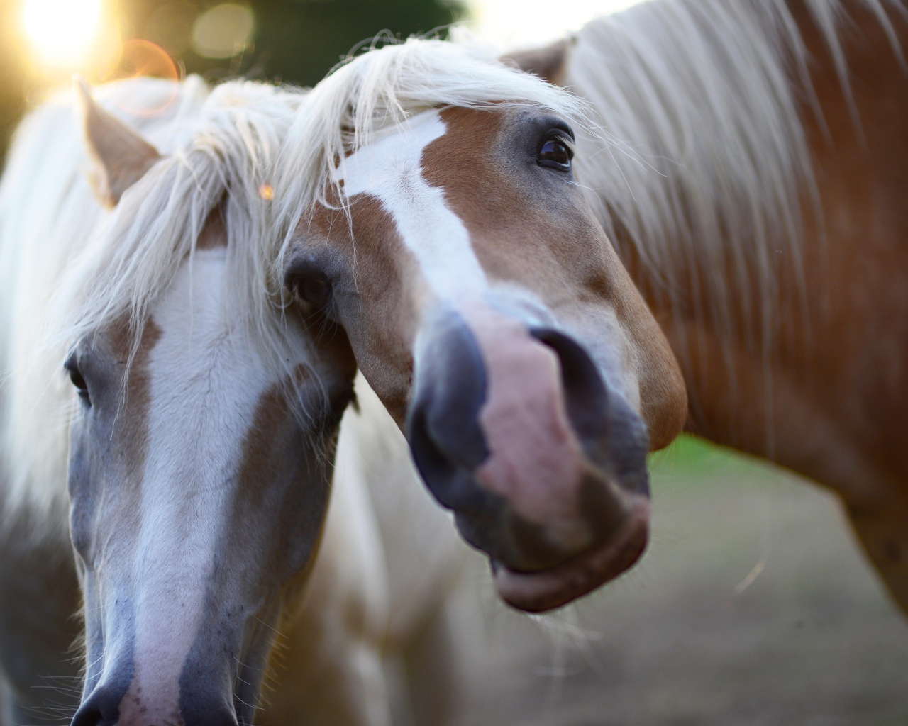 Two funny horses posing for a photo