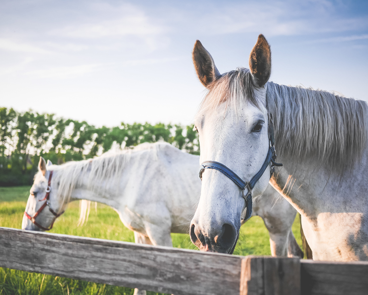 Две белые лошади в лучах солнца на ферме 