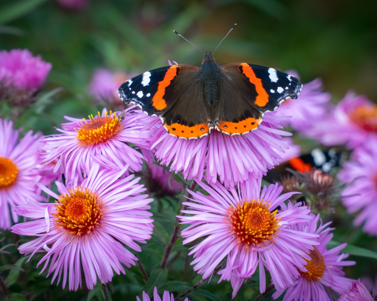 Бочка сидит на розовом цветке астры 