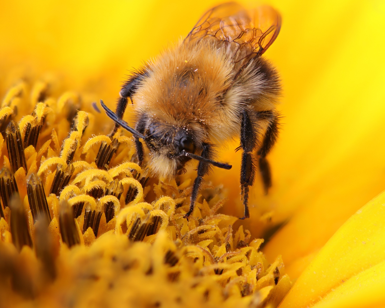 Пчела собирает сладкий нектар на цветке подсолнуха