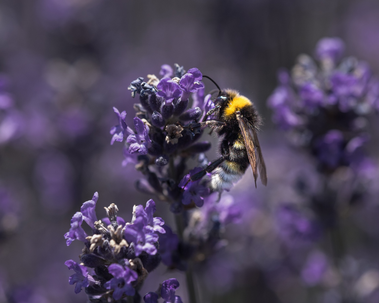 Пчела сидит на фиолетовом цветке лаванды 