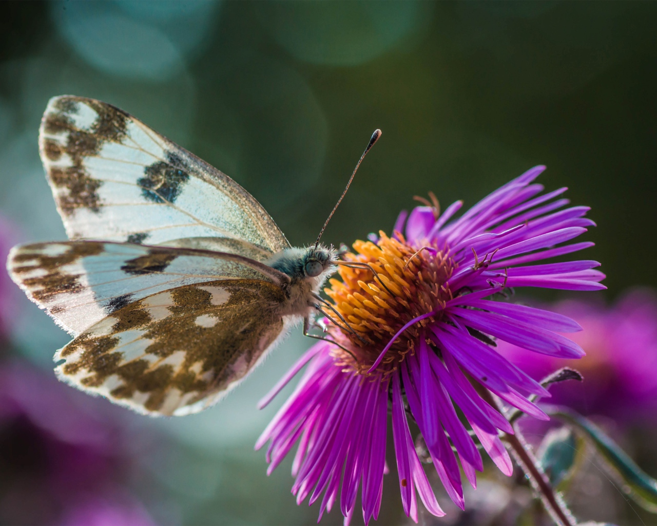 Бабочка сидит на розовом цветке 
