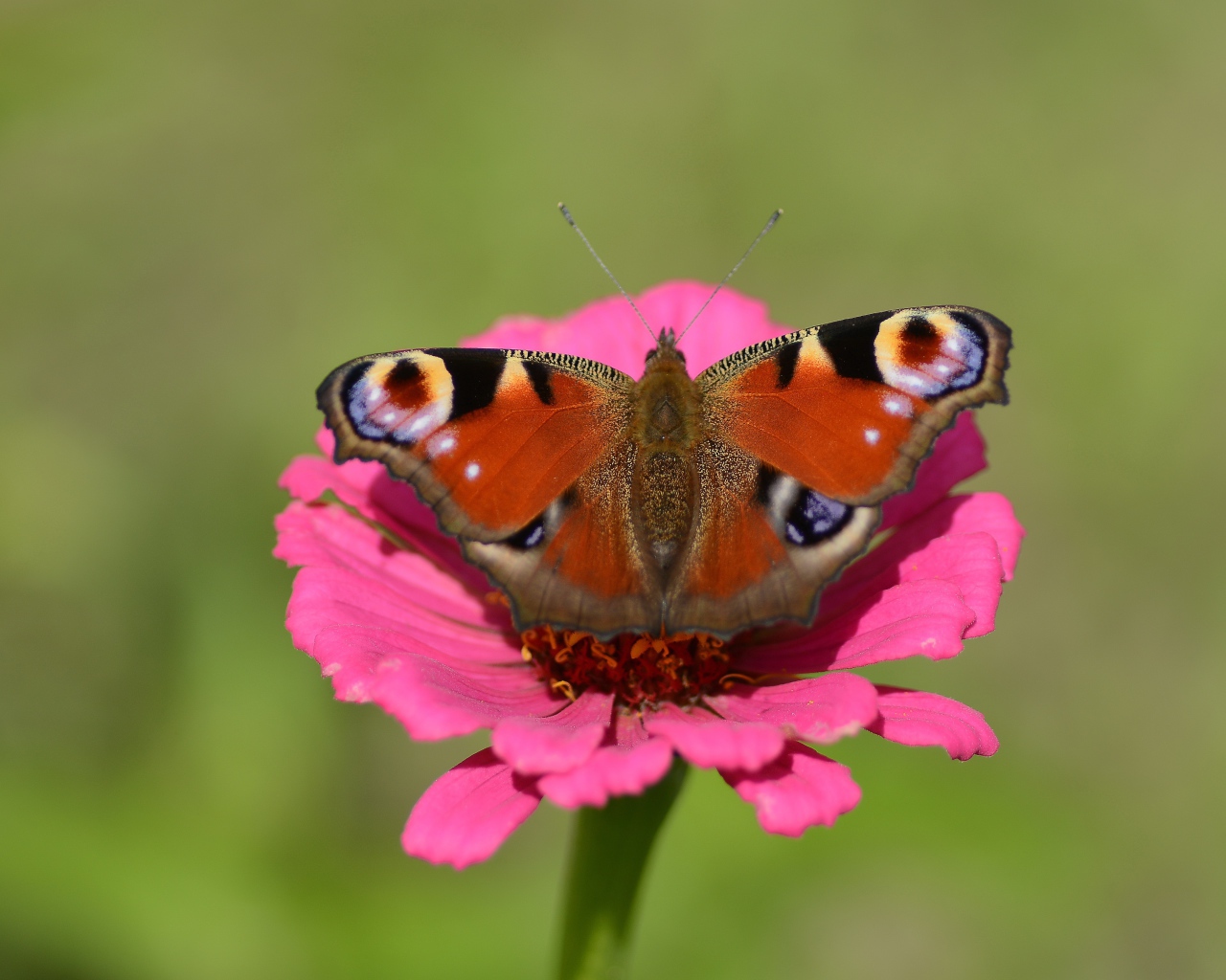Бабочка сидит на розовом цветке циннии 
