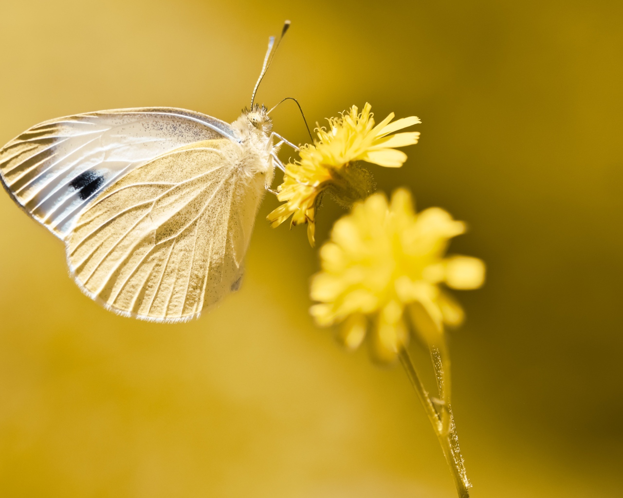 Бабочка сидит на желтом цветке 