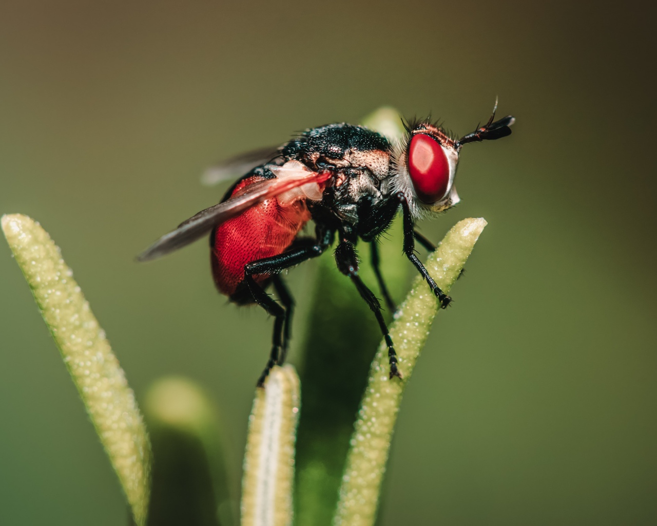 Муха сидит на зеленом растении 
