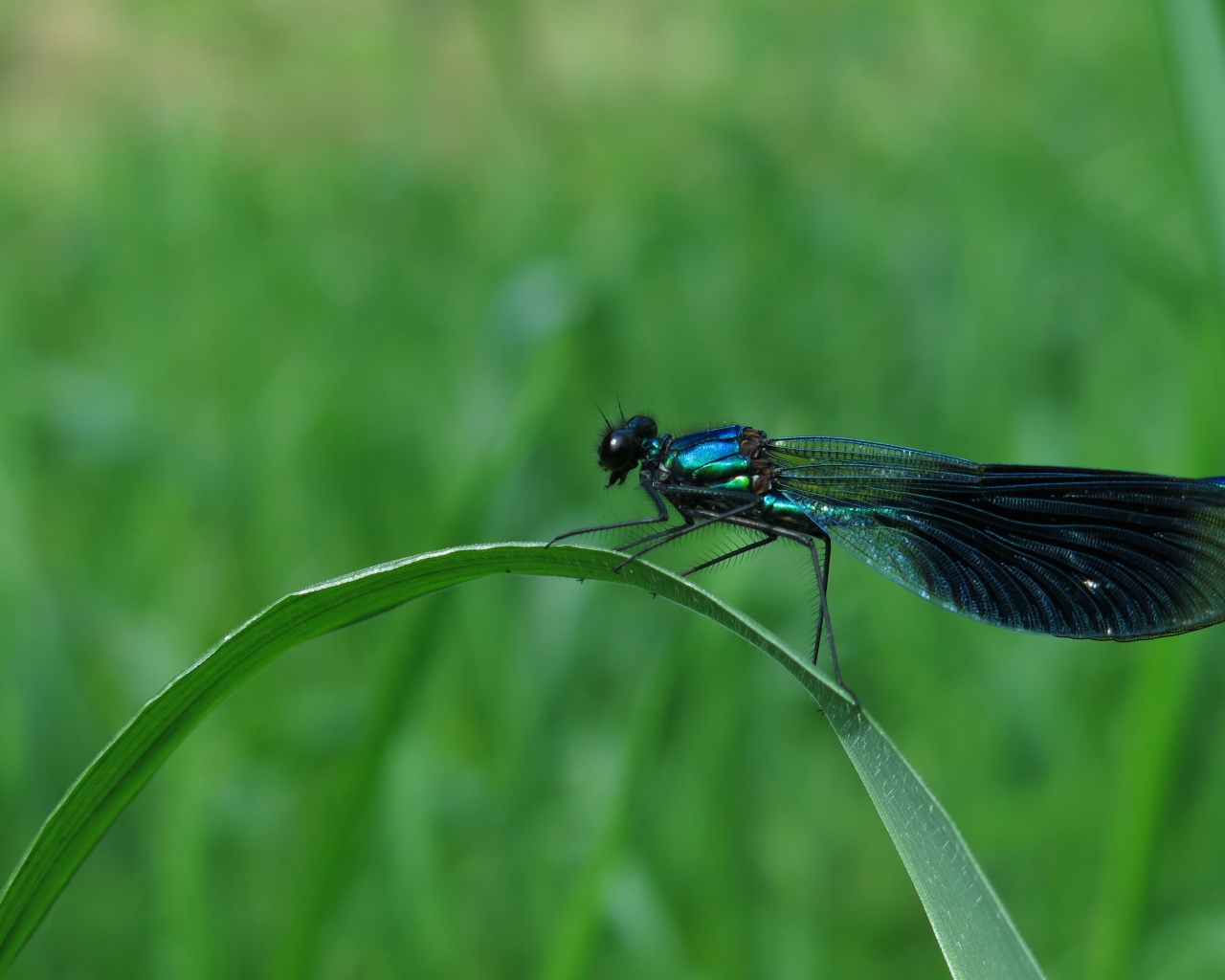 Большая черная стрекоза сидит на зеленой траве
