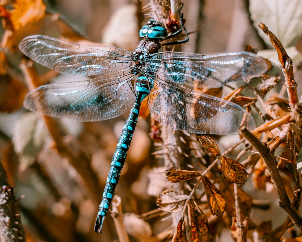 Большая голубая стрекоза сидит на ветке 