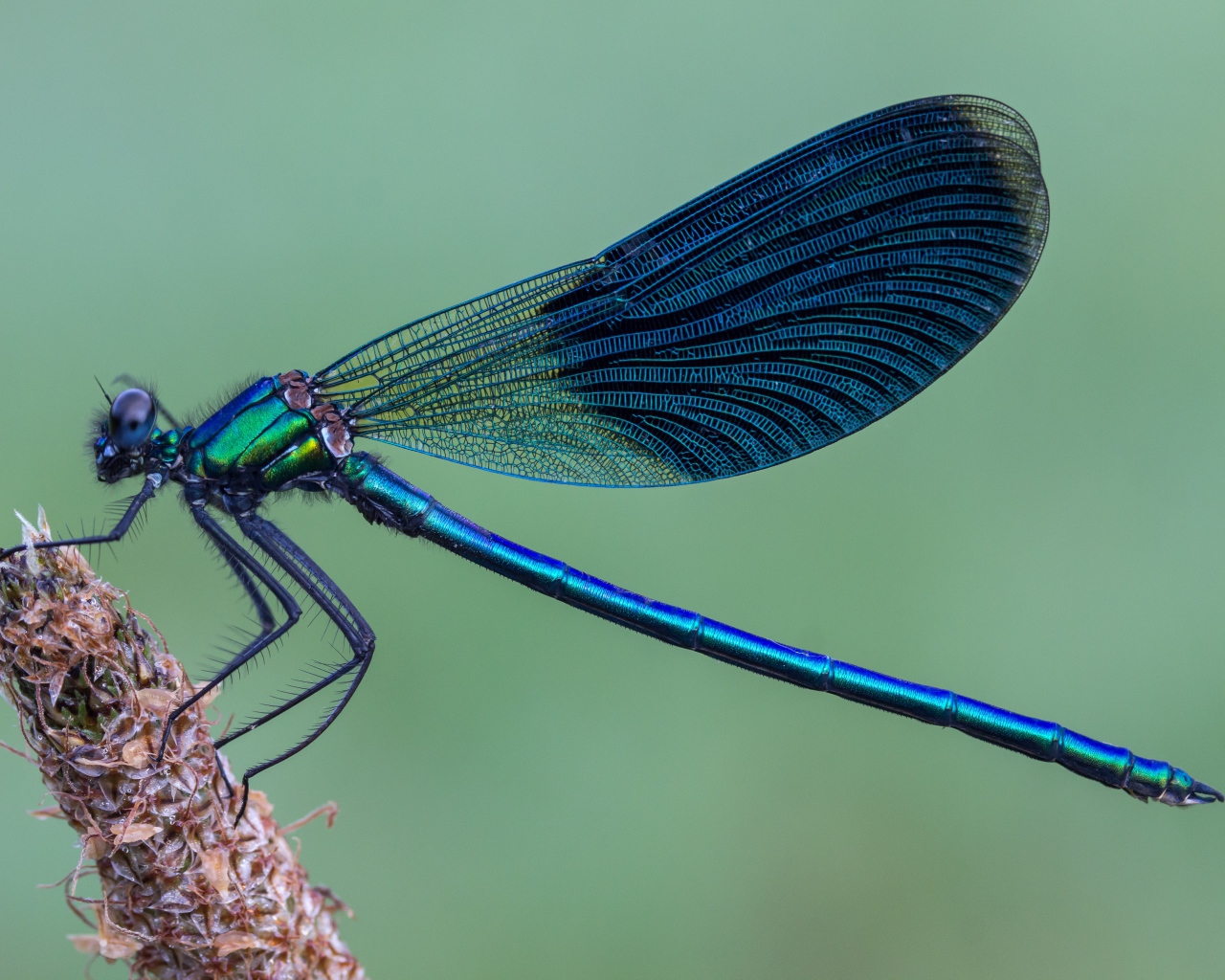 Большая синяя стрекоза сидит на колоске 