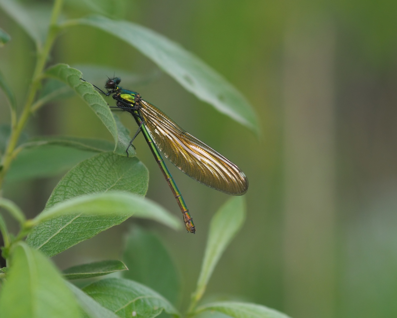 Большая стрекоза сидит на зеленом листе 