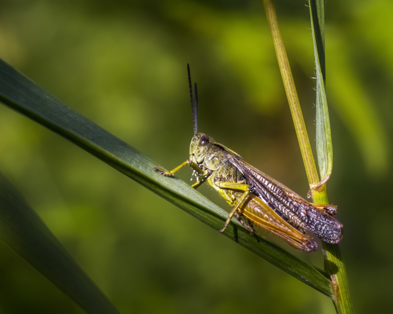 Большой кузнечик сидит на зеленой траве 