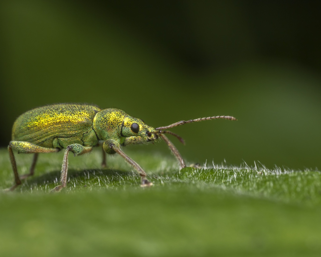 Большой зеленый жук сидит на зеленом листке 