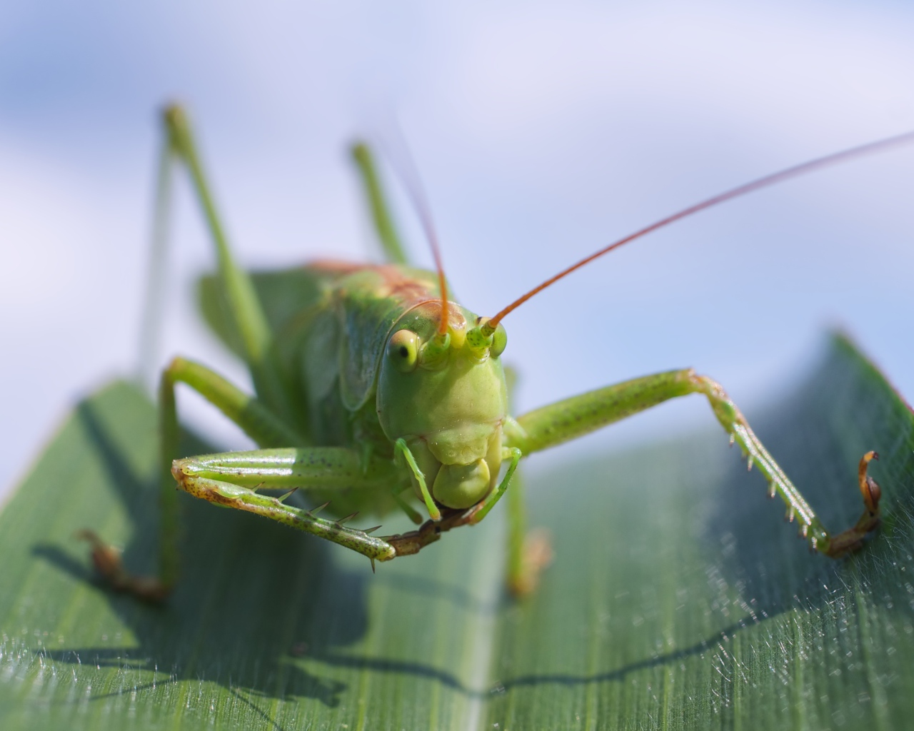 Большой зеленый кузнечик сидит на листе крупным планом
