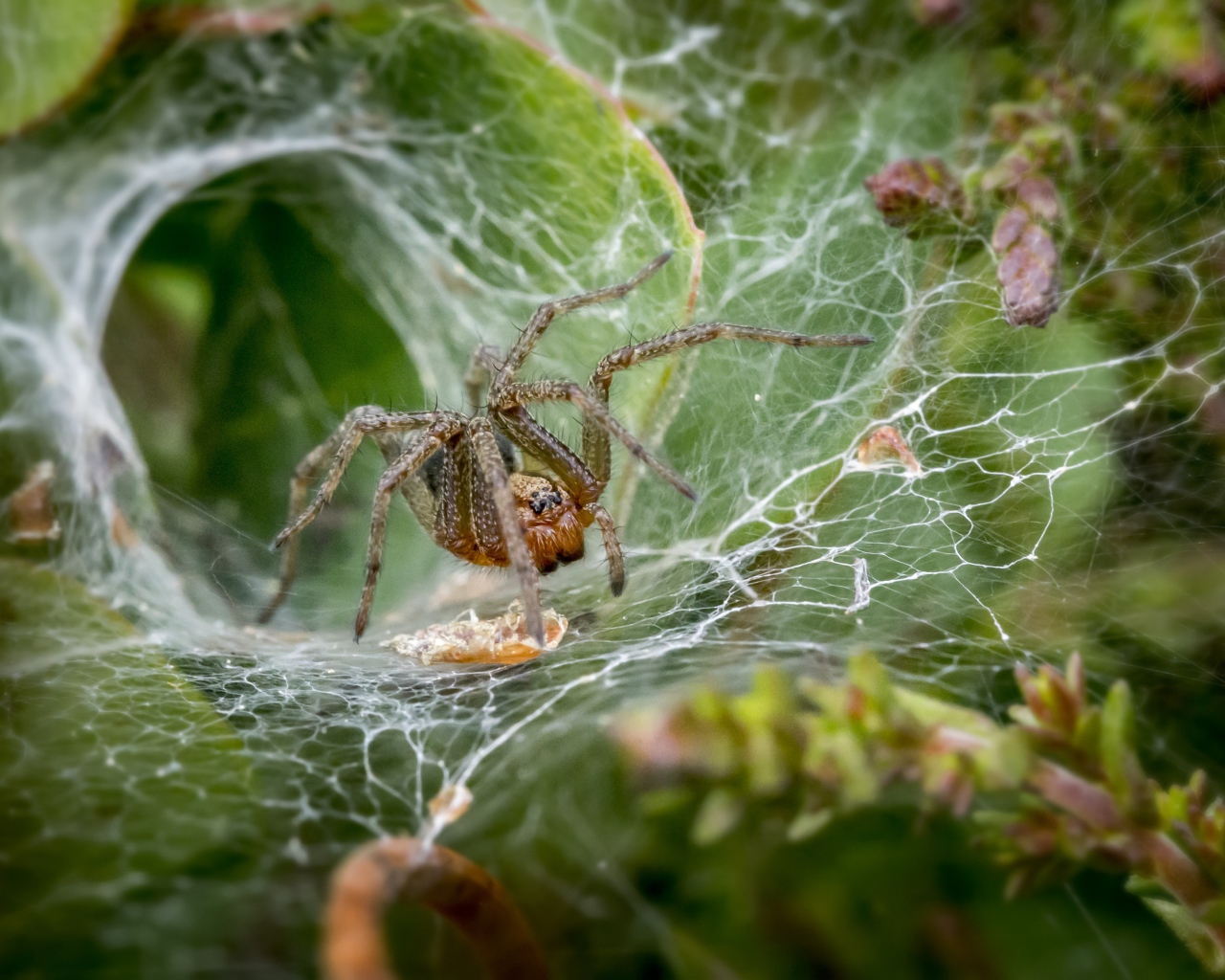 Большой паук ждет жертву в паутине 