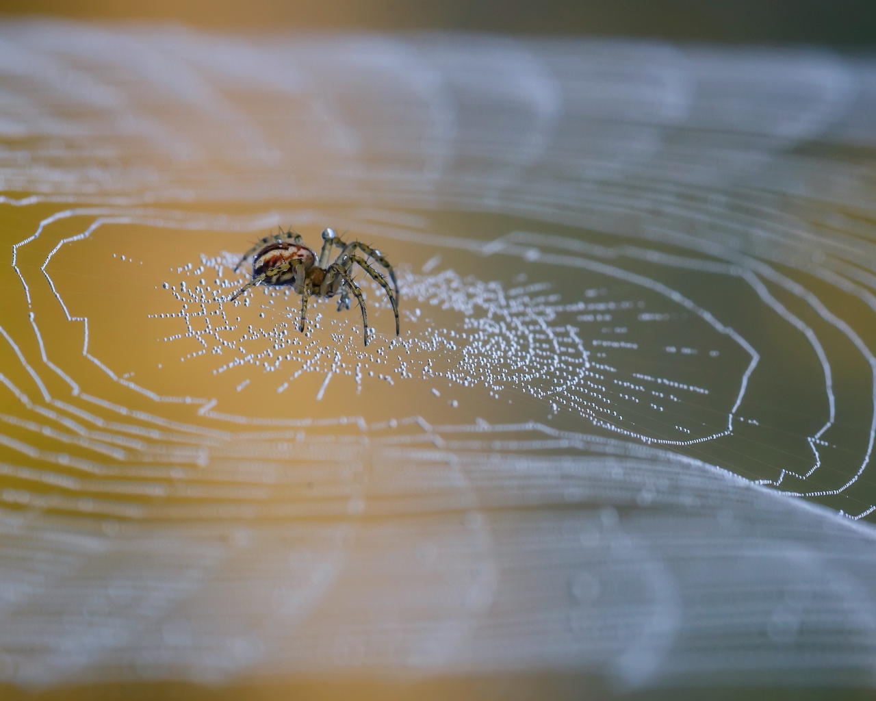 Большой паук сидит на паутине в каплях росы 