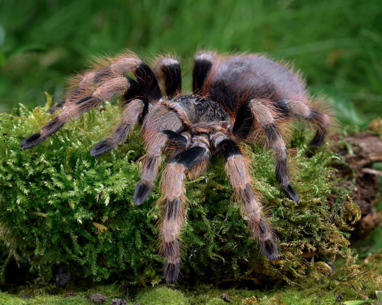 Большой паук тарантул идет по покрытой мхом земле