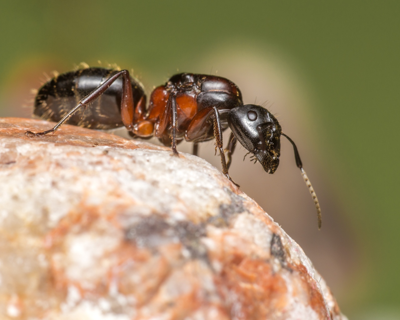 Муравей на камне крупным планом