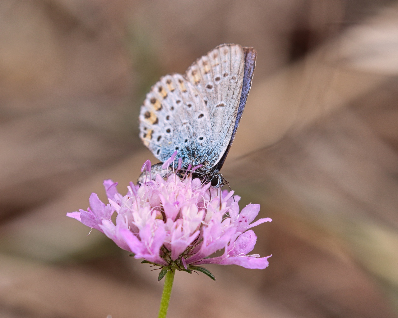 Красивая голубая бабочка на розовом цветке