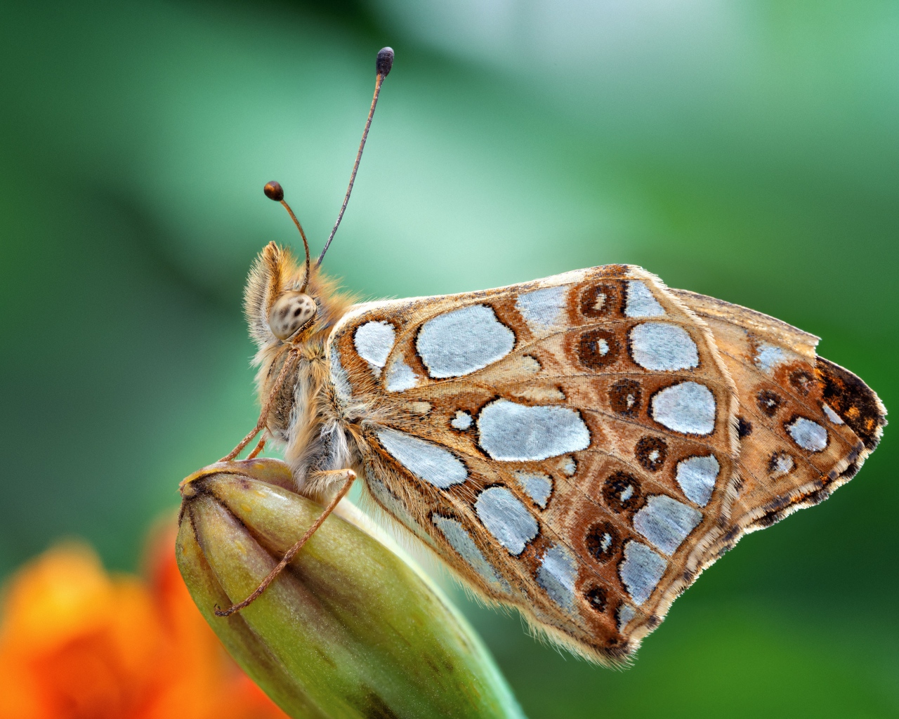 Красивая коричневая бабочка сидит на бутоне цветка 