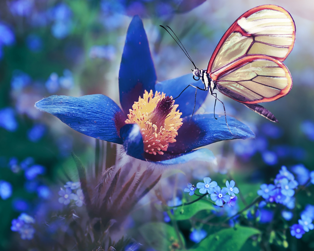 Красивая бабочка сидит на синем цветке прострела 