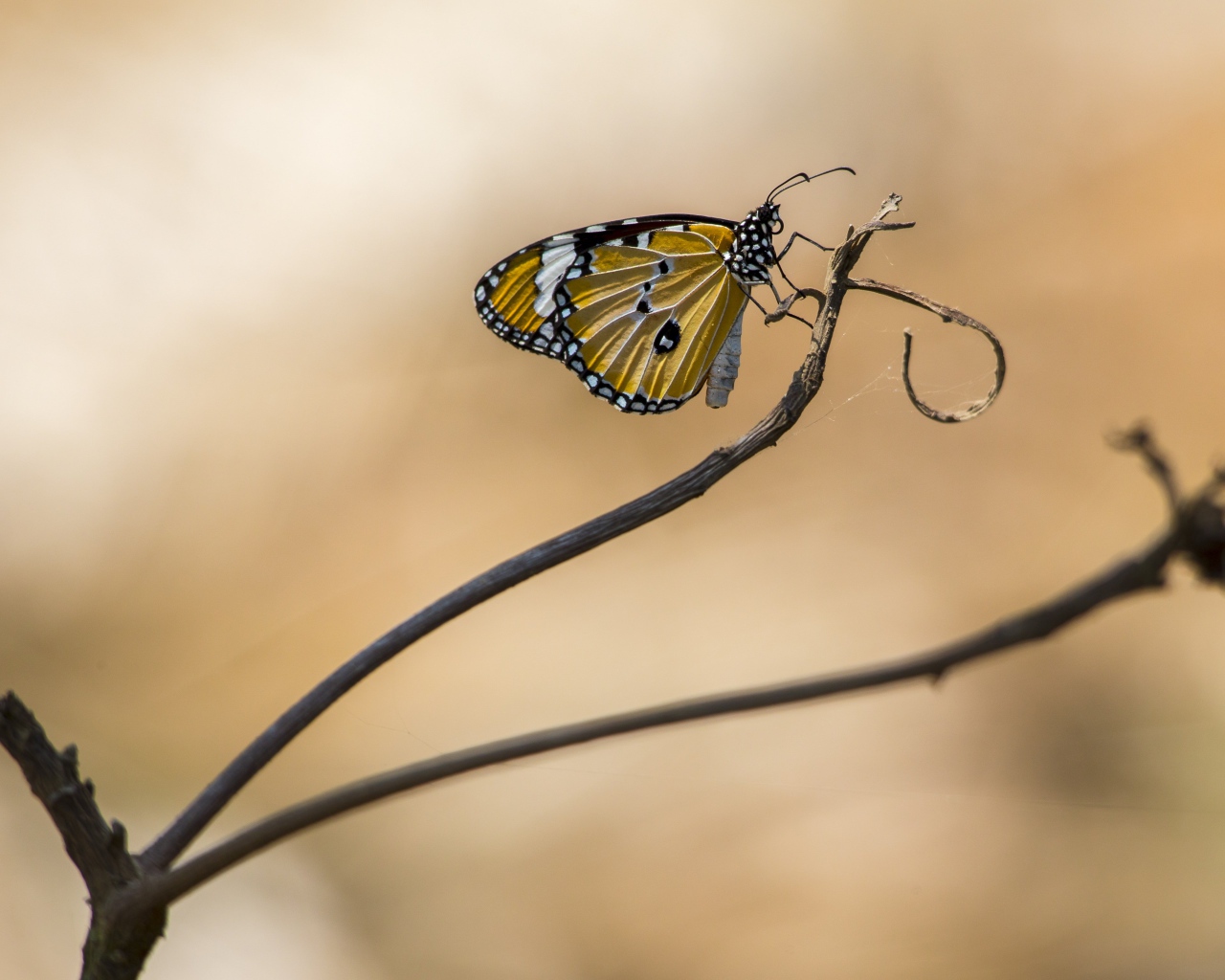 Красивая бабочка сидит на ветке дерева