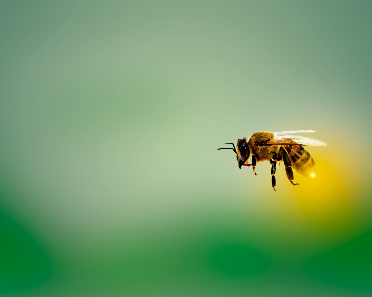 Пчела в летит на зеленом фоне 