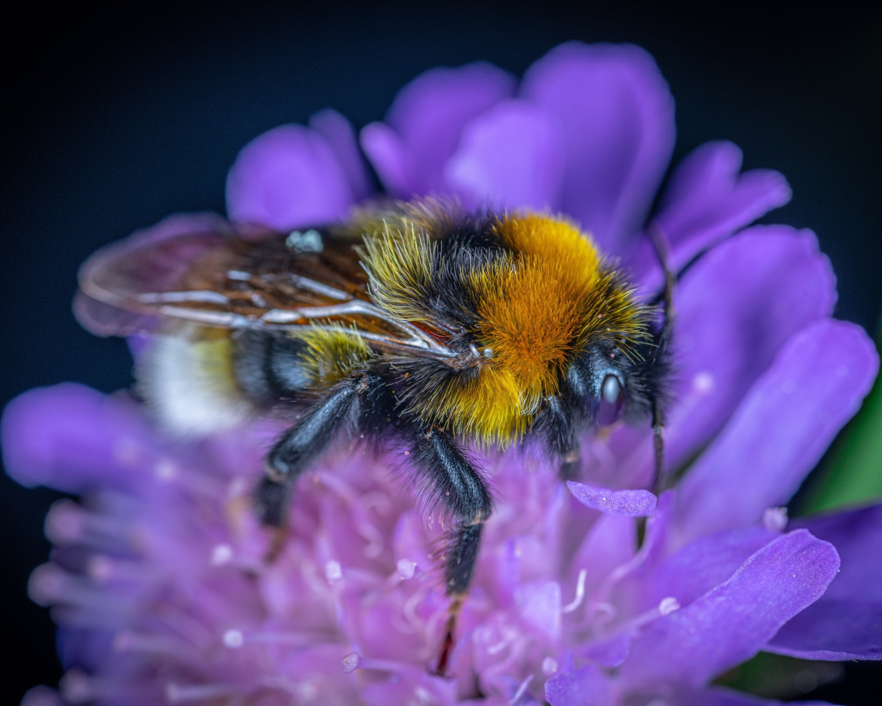 Пчела сидит на фиолетовом цветке 