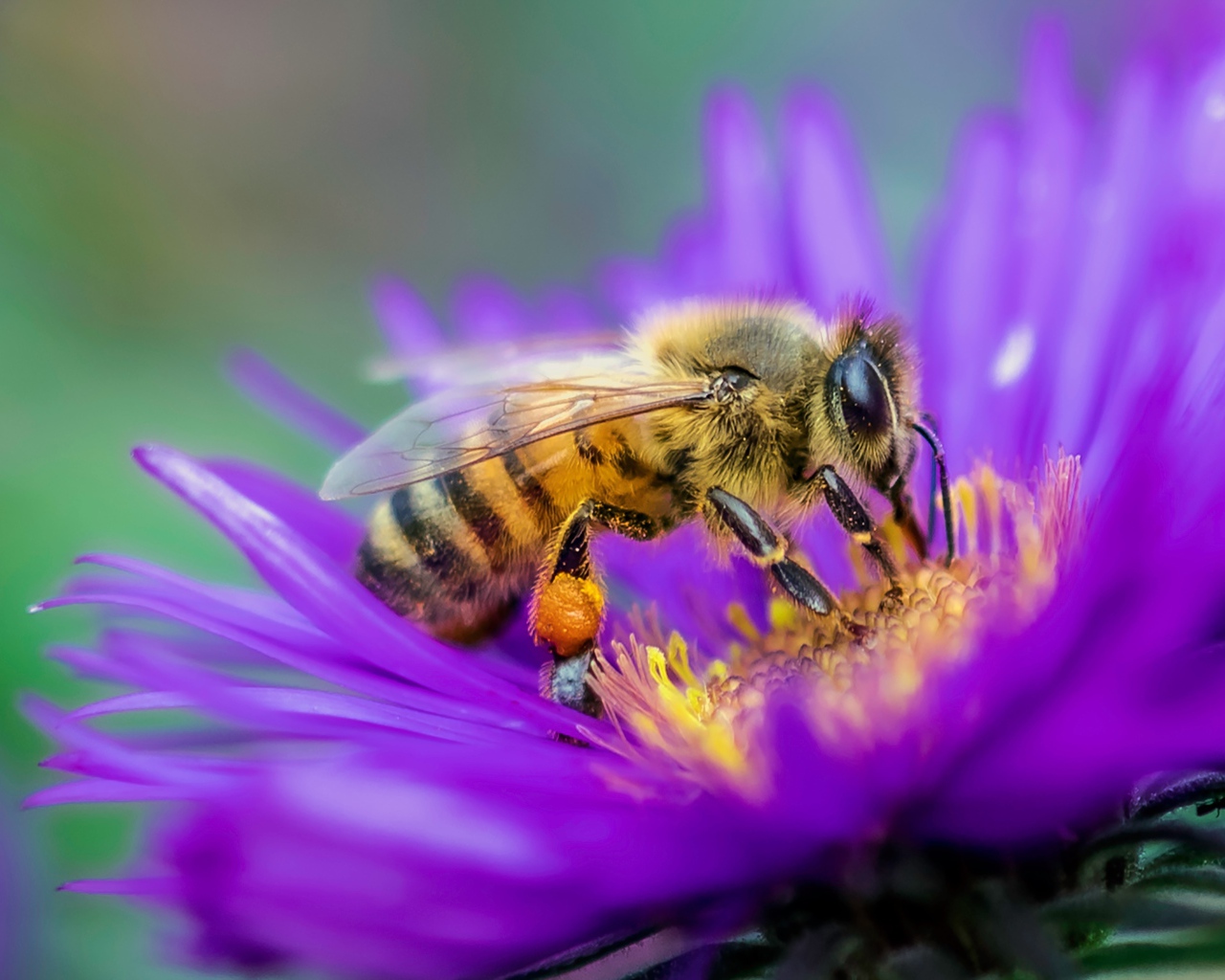 Пчела сидит на цветке астры крупным планом