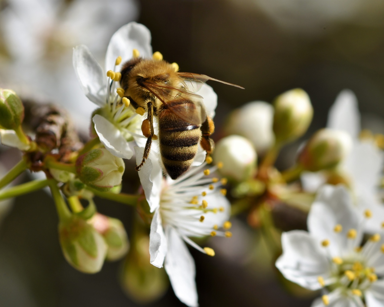 Большая пчела собирает нектар  с белых цветов вишни 