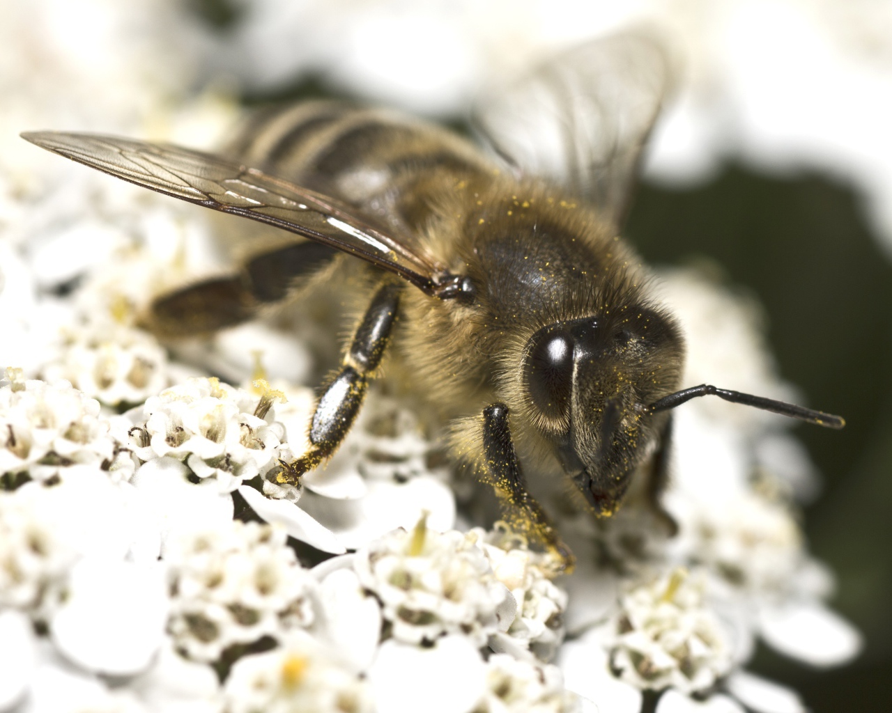Большая пчела собирает нектар на белом цветке 