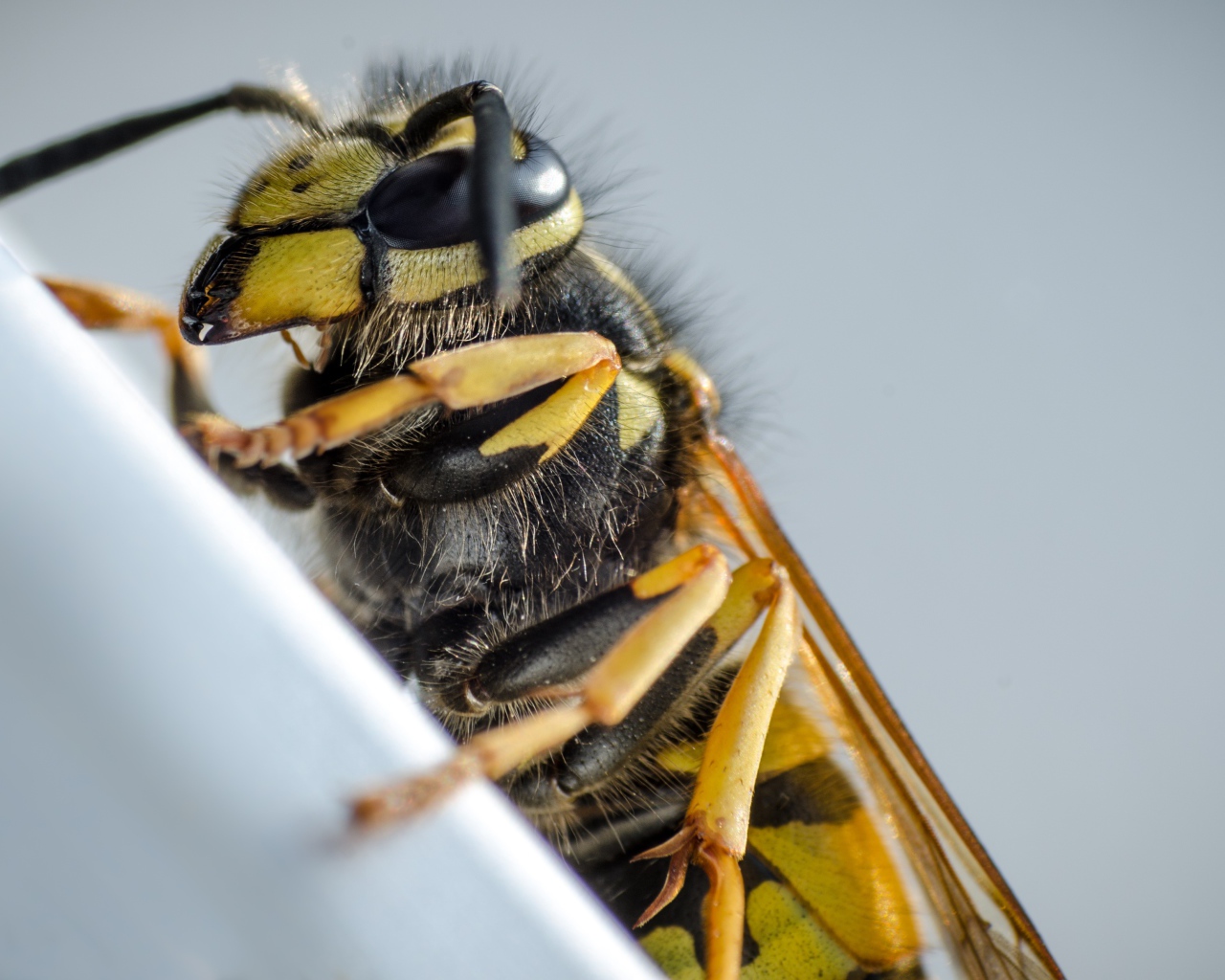 Большая пчела на сером фоне крупным планом
