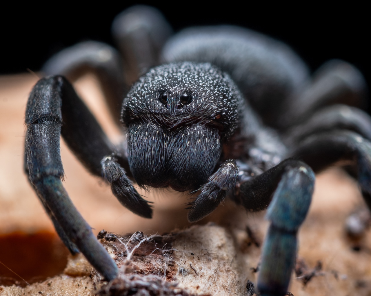 Большой черный опасный тарантул