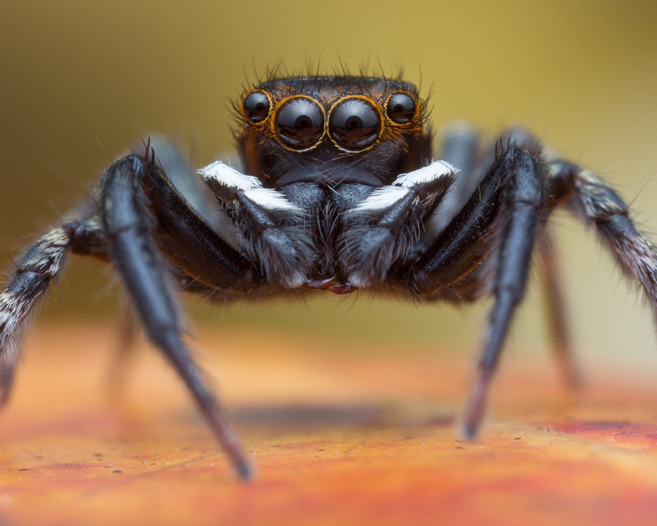 Большой черный паук крупным планом