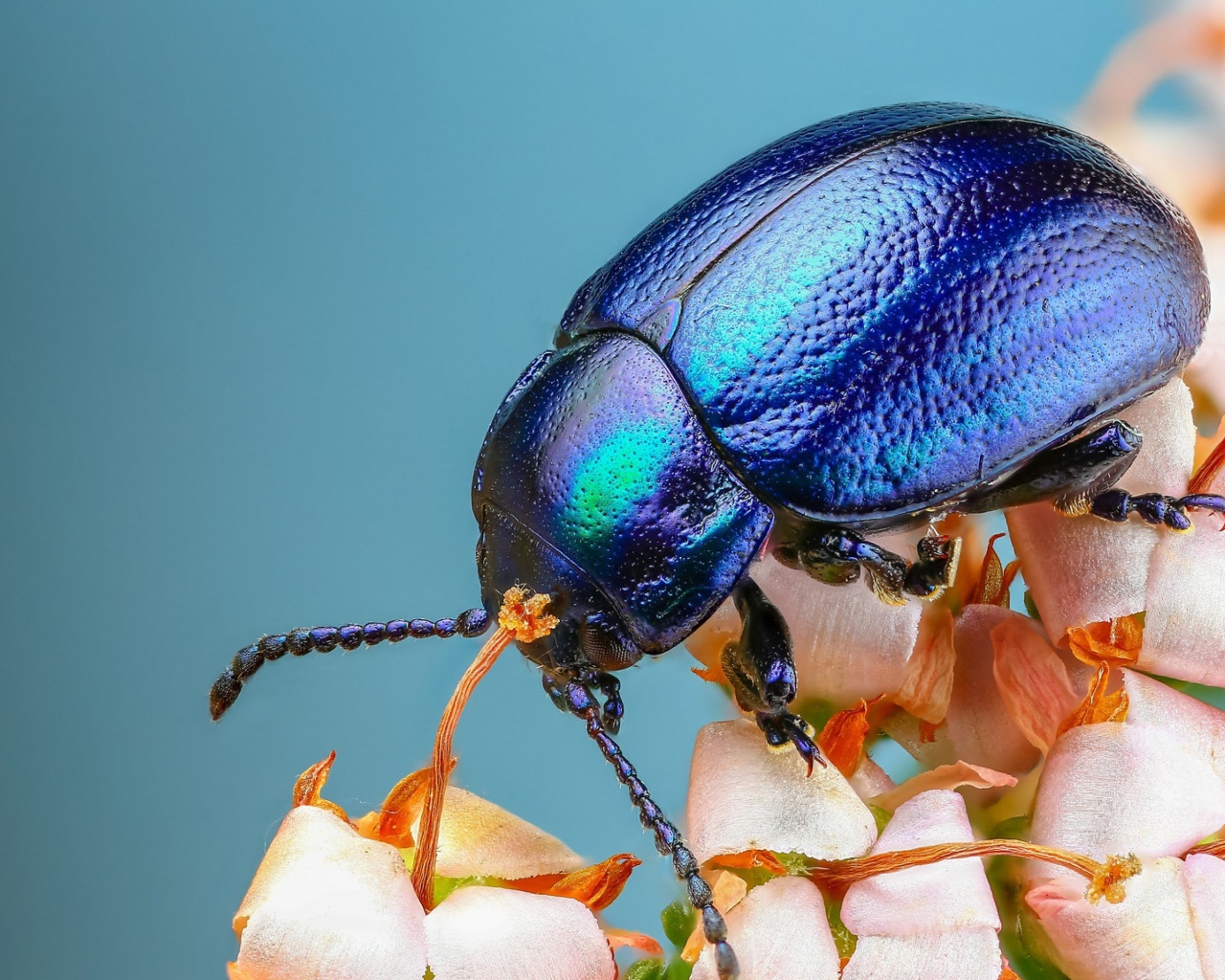 Большой синий жук на цветке 