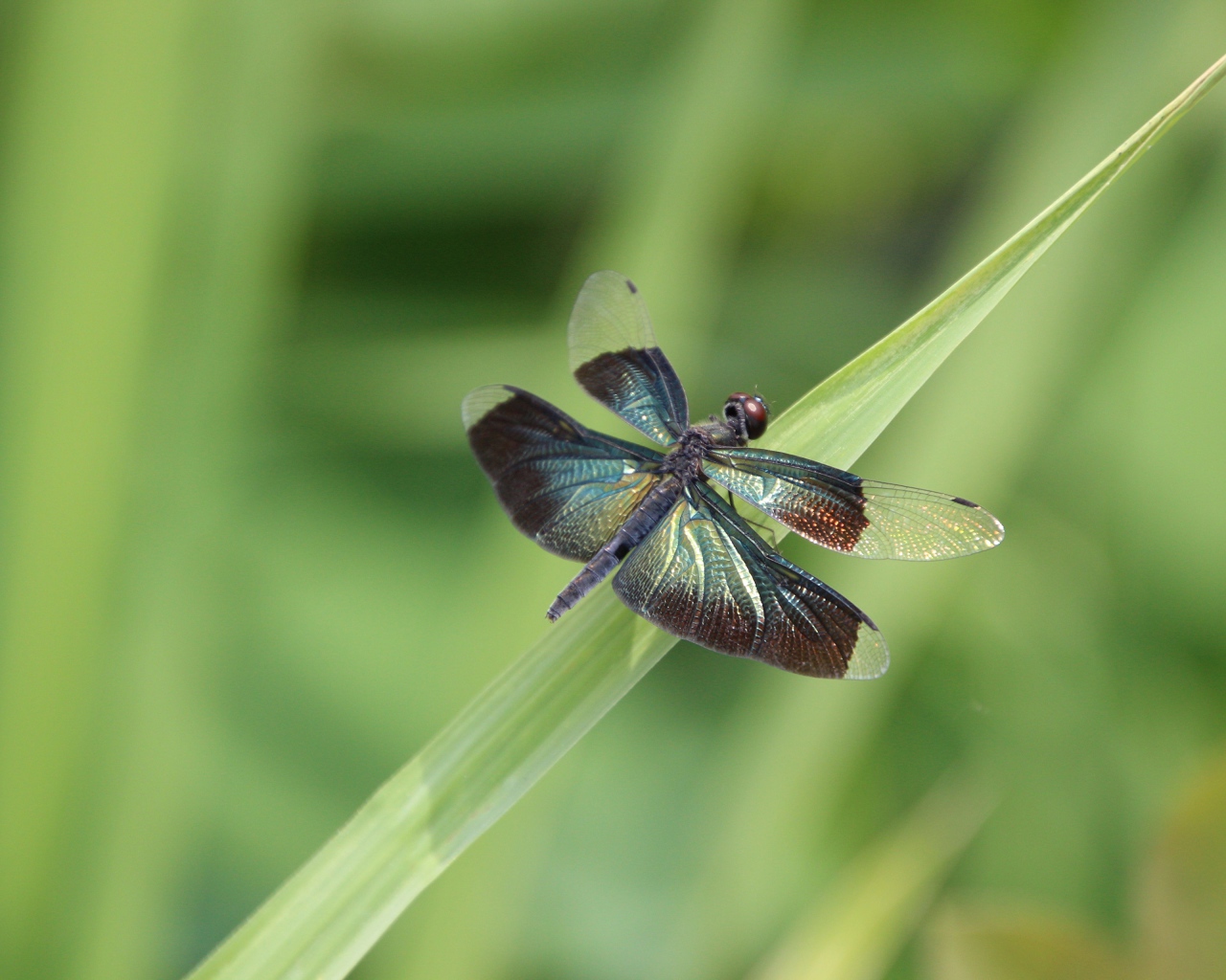 Большая голубая стрекоза сидит на зеленой траве