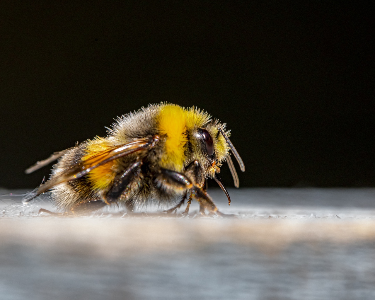 Большой шмель на черном фоне крупным планом