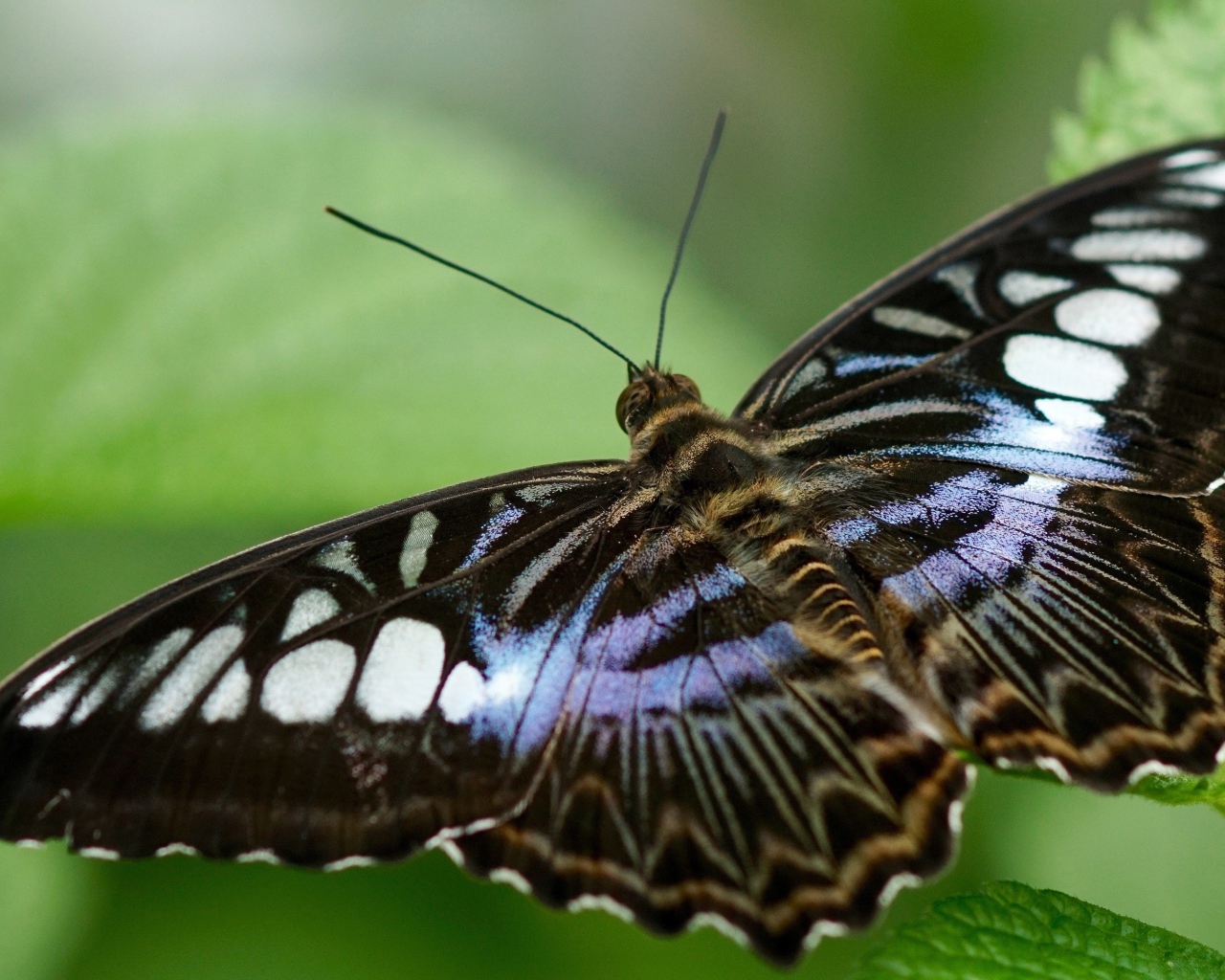 Большая бабочка сидит на зеленом листе 