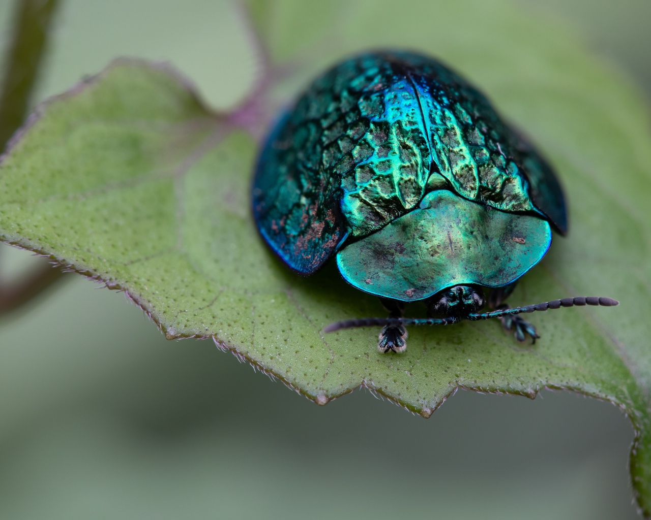 Большой зеленый жук сидит на листе
