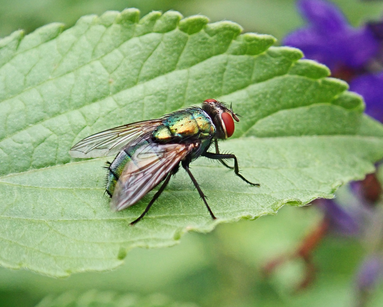 Большая зеленая муха на зеленом листке 